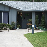 Picture 009